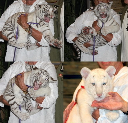 Siegfried and Roy by tiger attack. Siegfried and Roy by tiger attack