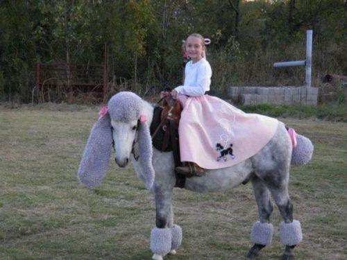 “I couldn’t decide between a poodle and a horse, so my parents got me both. I am the 1%.”