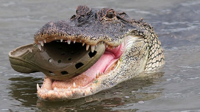 Croc vs Alligator