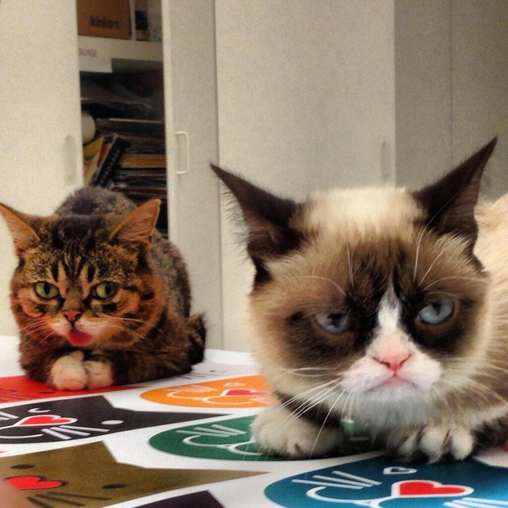 Grumpy cat and Lil bub